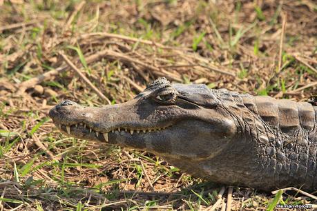 Parque Nacional Iberá (agosto 2021)