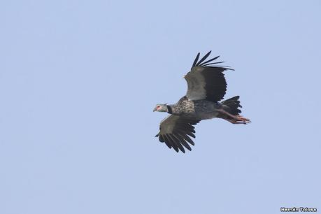 Parque Nacional Iberá (agosto 2021)
