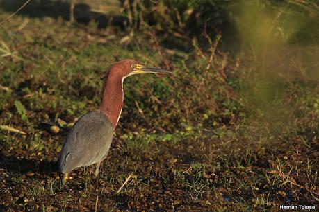 Parque Nacional Iberá (agosto 2021)