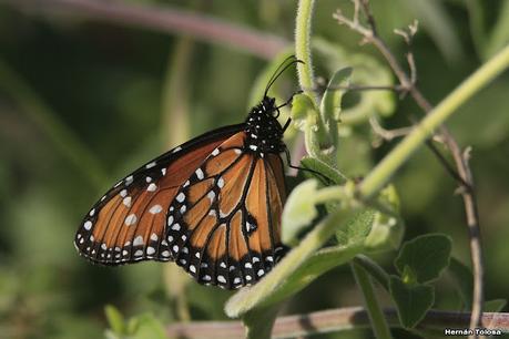 Parque Nacional Iberá (agosto 2021)