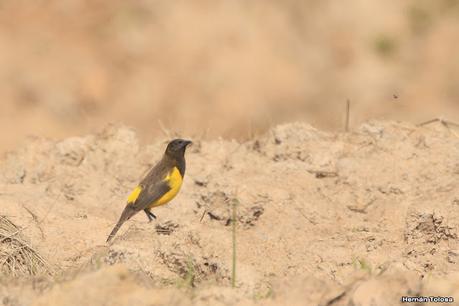 Parque Nacional Iberá (agosto 2021)