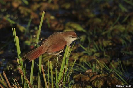 Parque Nacional Iberá (agosto 2021)