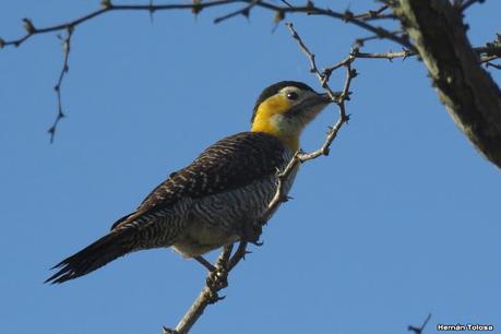 Parque Nacional Iberá (agosto 2021)