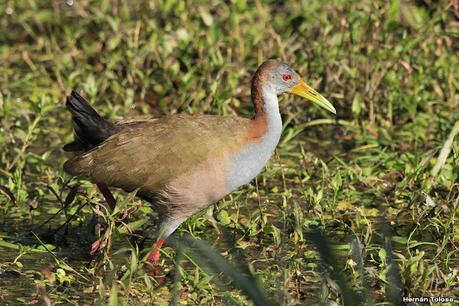 Parque Nacional Iberá (agosto 2021)