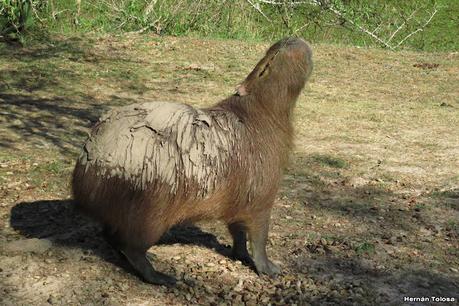 Parque Nacional Iberá (agosto 2021)
