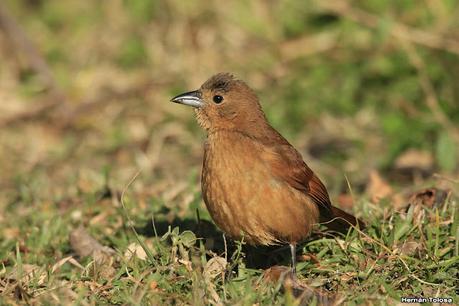Parque Nacional Iberá (agosto 2021)