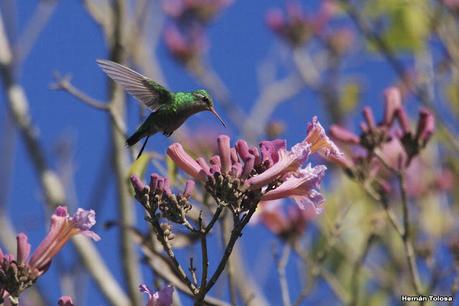 Parque Nacional Iberá (agosto 2021)