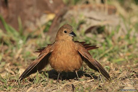 Parque Nacional Iberá (agosto 2021)