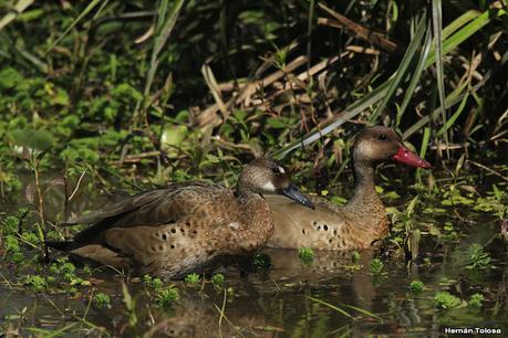 Parque Nacional Iberá (agosto 2021)