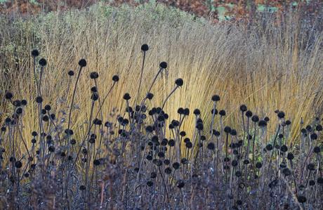 Piet Oudolf: «El jardín no es naturaleza, sino lo que te gusta ver en la naturaleza» Piet Oudolf: «El jardín no es naturaleza, sino lo que te gusta ver en la naturaleza»