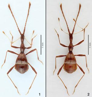 Nuevo coleóptero descubierto en la Cueva de la Pileta (Benaoján, Málaga)