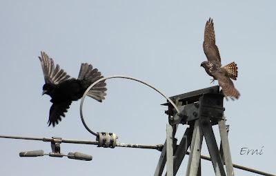 ESMEREJÓN RECIBIDO POR UNA CORNEJA