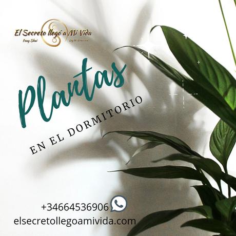 🌻Plantas en el dormitorio y Feng Shui