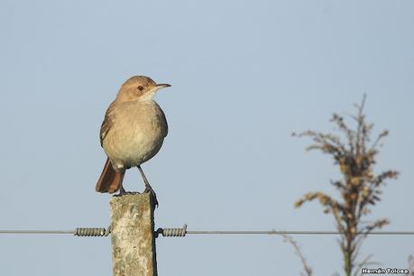 Una vuelta por el campo (mayo 2021)