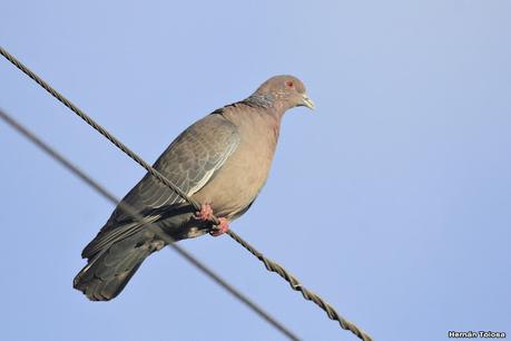 Una vuelta por el campo (mayo 2021)