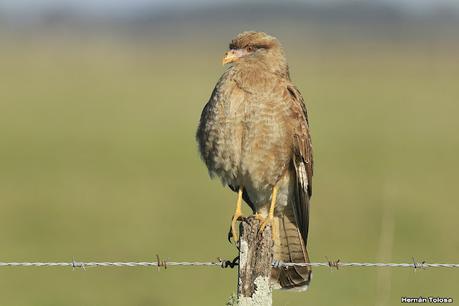 Una vuelta por el campo (mayo 2021)