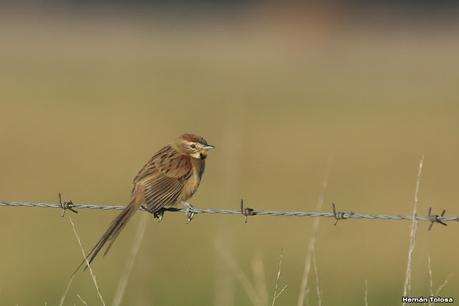 Una vuelta por el campo (mayo 2021)