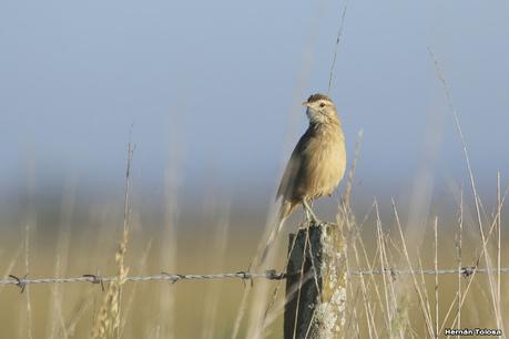 Una vuelta por el campo (mayo 2021)