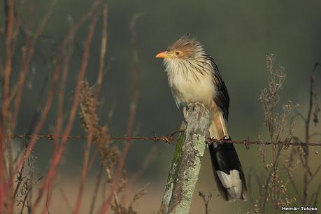 Una vuelta por el campo (mayo 2021)
