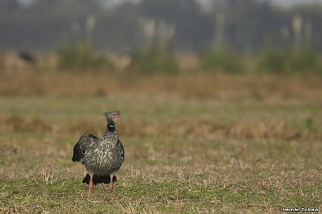 Una vuelta por el campo (mayo 2021)