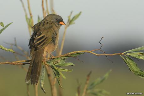 Una vuelta por el campo (mayo 2021)