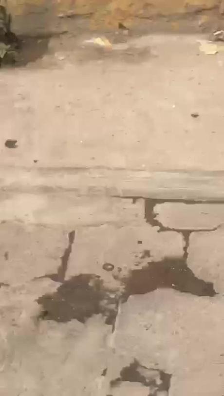 Riña con balazos en colonia Rancho Pavón