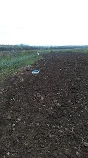 Huerto 2022: Las sandias de secano.