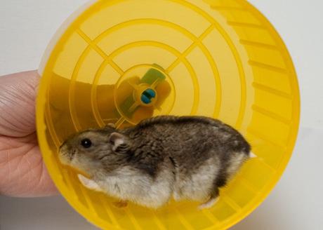 Rueda del ratón - Rueda del ratón -