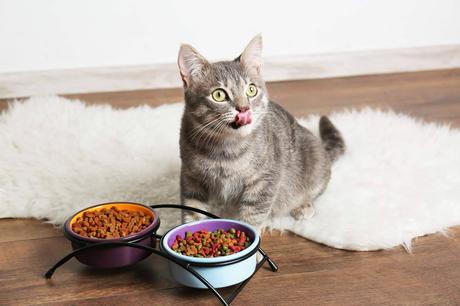 La alimentación y los snacks de origen natural para mascotas La alimentación y los snacks de origen natural para mascotas