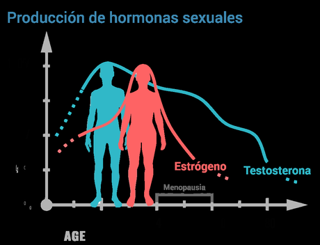 La testosterona es considerada como una de las hormonas m...
