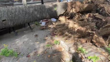 Palmera cae en el Jardín de San Francisco