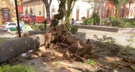 (Video) Viento derriba palmera en el Jardín de San Francisco