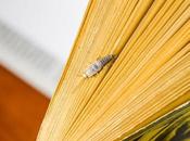 Rentokil Initial: insectos, esos grandes lectores