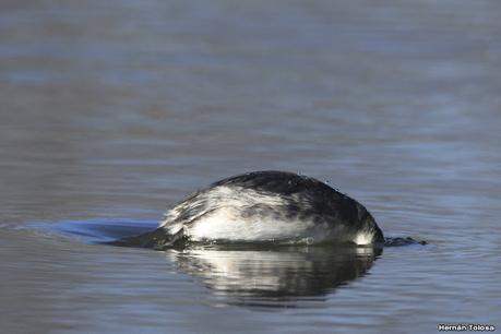 Visita de los macá plateado