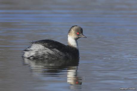 Visita de los macá plateado