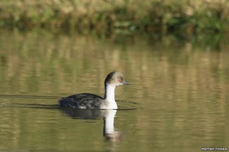 Visita de los macá plateado