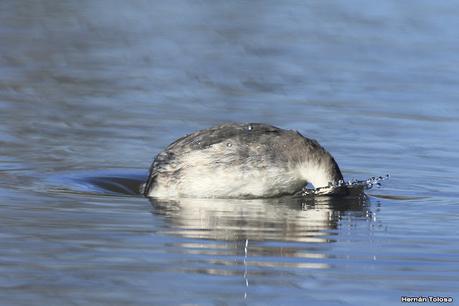 Visita de los macá plateado