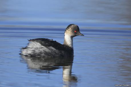 Visita de los macá plateado