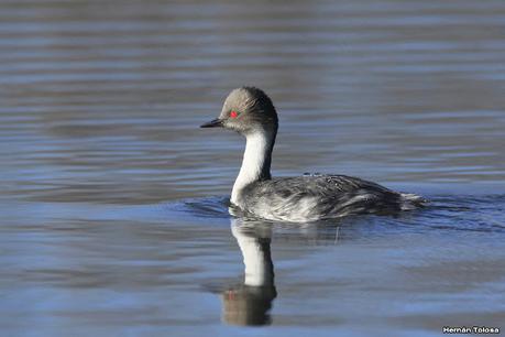 Visita de los macá plateado