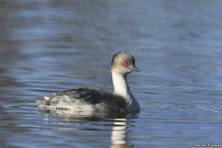 Visita de los macá plateado