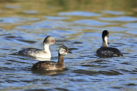 Visita de los macá plateado