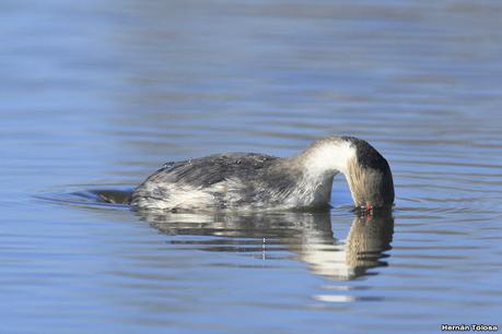 Visita de los macá plateado