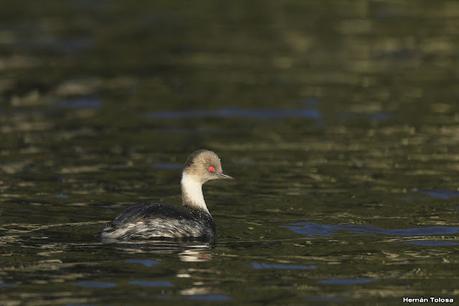 Visita de los macá plateado