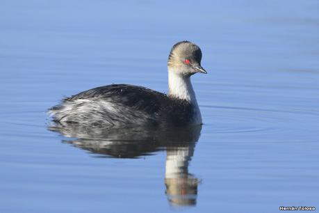 Visita de los macá plateado