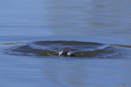 Visita de los macá plateado