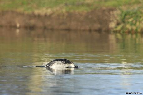 Visita de los macá plateado