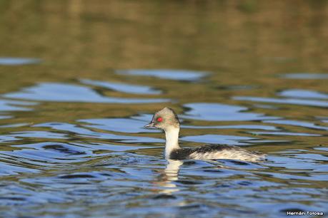 Visita de los macá plateado