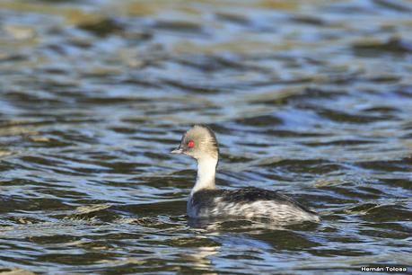 Visita de los macá plateado