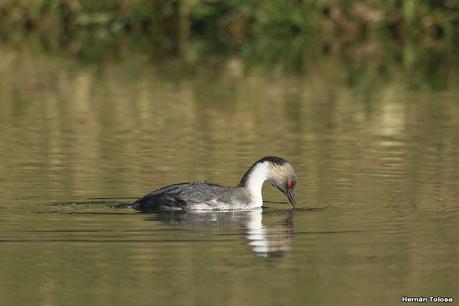 Visita de los macá plateado