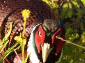 Tres faisanes desembocadura